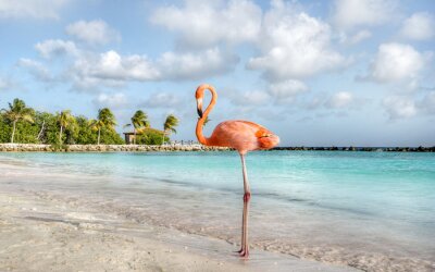 Papier peint  Flamant rose sur l'île d'Aruba