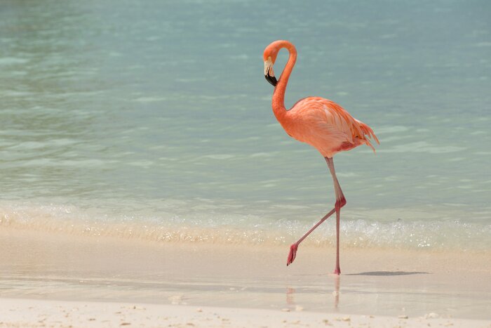 Papier peint  Flamant rose sur une superbe plage
