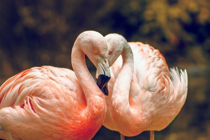 Papier peint  Flamant roses au zoo