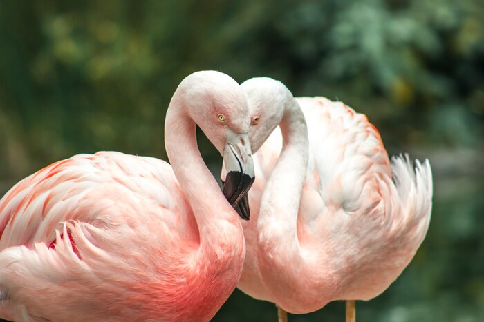 Papier peint  Flamant roses s'étreignant l'un l'autre