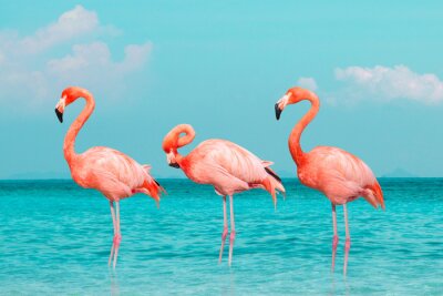 Papier peint  Flamant roses sur fond d'eau turquoise