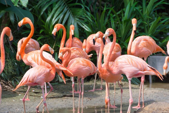 Papier peint  Flamant roses sur fond de végétation