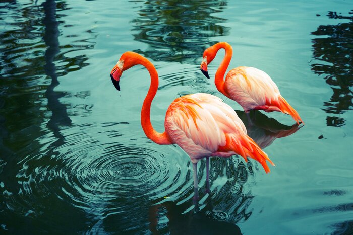 Papier peint  Flamants orange dans un lac