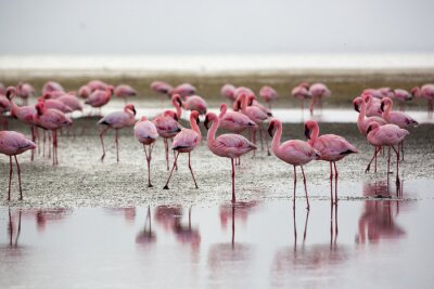 Flamants roses à Wallis Bay, Namibie, Afrique