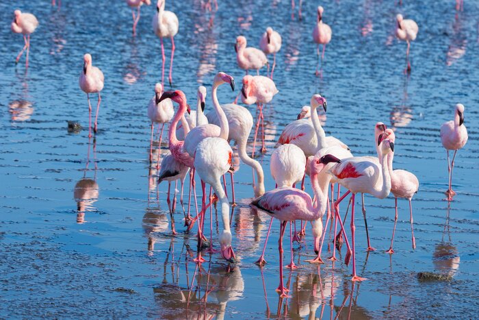 Papier peint  Flamants roses africains dans l'eau