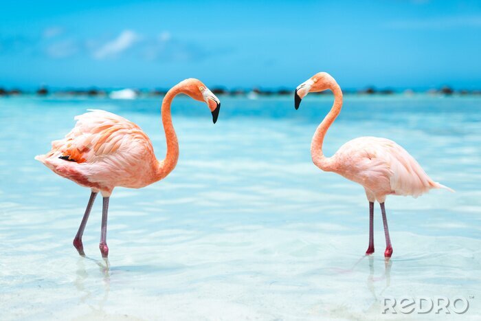 Papier peint  Flamants roses dans l'eau bleue