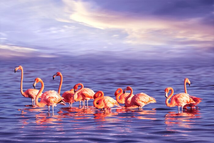 Papier peint  Flamants roses dans l'eau de mer