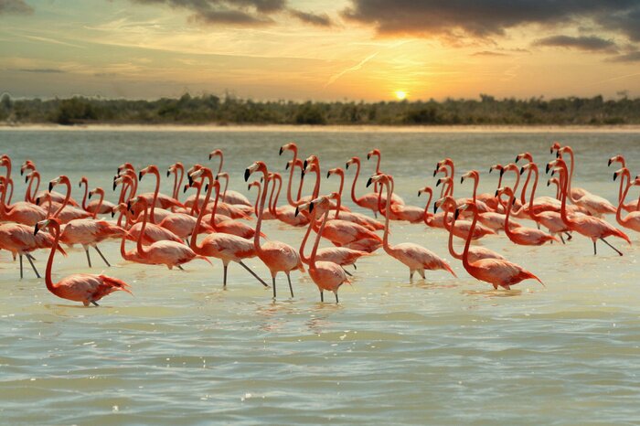 Papier peint  Flamants roses dans une baie