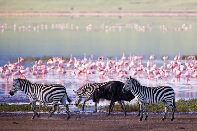Papier peint  Flamants roses et zèbres au bord d'un lac