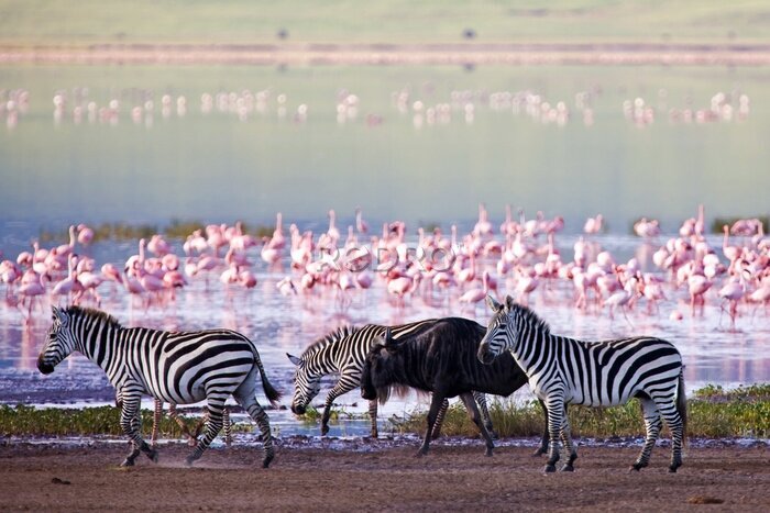 Papier peint  Flamants roses et zèbres au bord d'un lac
