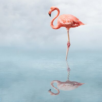 Flamingo contre le ciel et l'eau