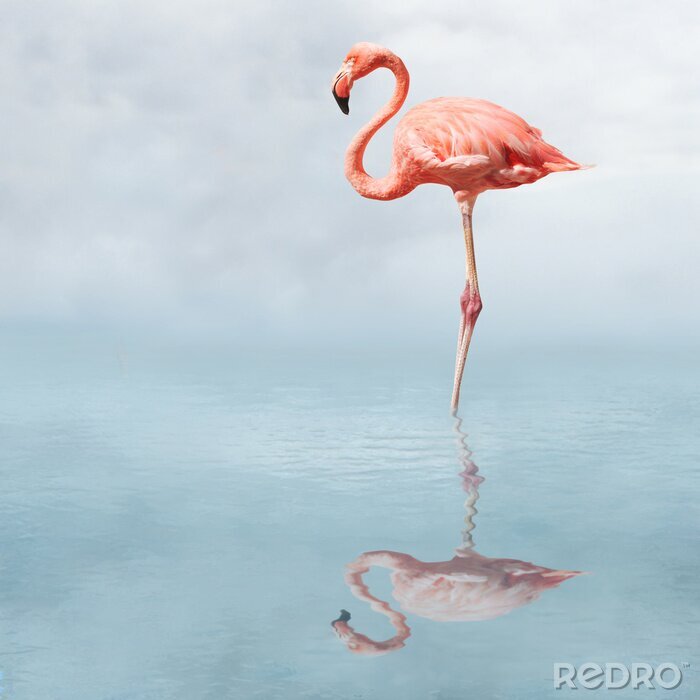 Papier peint  Flamingo contre le ciel et l'eau