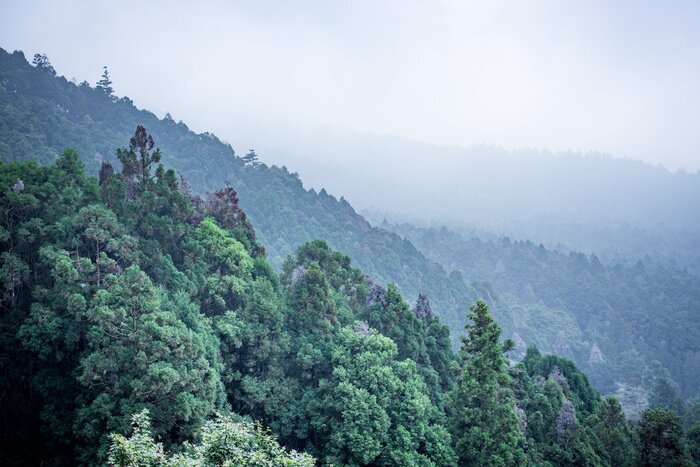 Papier peint  Flanc de montagne vert