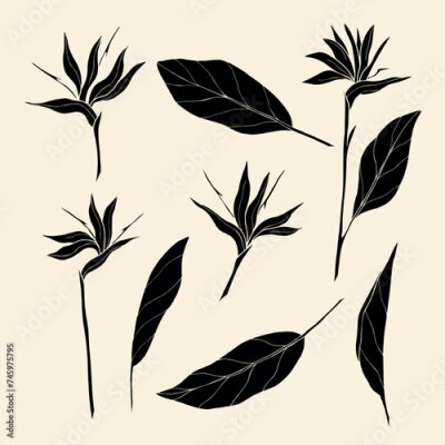 Papier peint  Flat vector strelitzia. Line art bird of paradise flower illustration. Native South African plant