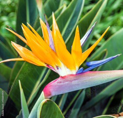 Papier peint  Fleur africaine strelitzia, oiseau du paradis, île de Madère,