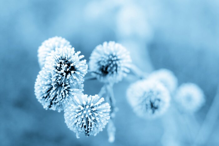 Papier peint  Fleur aux tonalités de bleu
