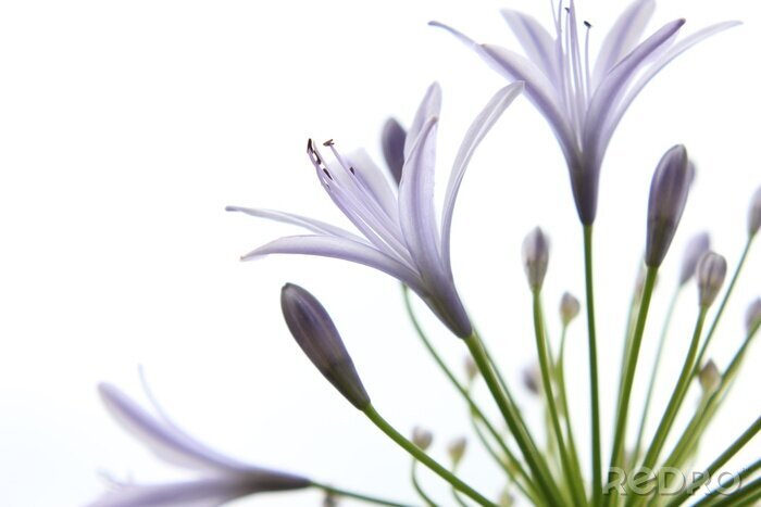 Papier peint  Fleur aux tonalités mauves