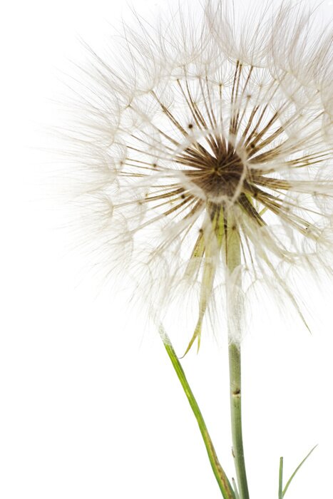 Papier peint  Fleur avec des graines