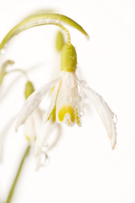 Papier peint  Fleur avec la rosée