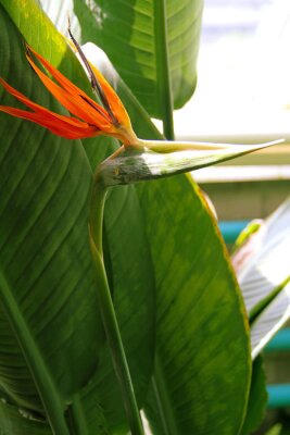 Papier peint  Fleur, beau, parfumé, inhabituel, strelitzia, royal