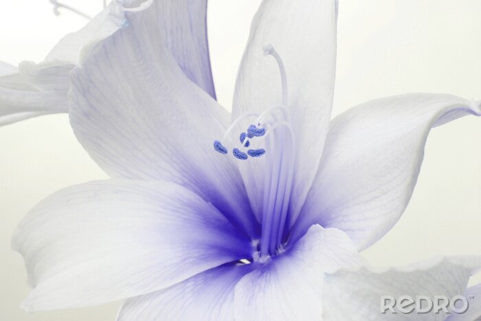 Papier peint  Fleur blanc et bleu