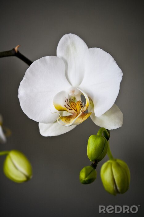 Papier peint  Fleur blanche et bourgeons