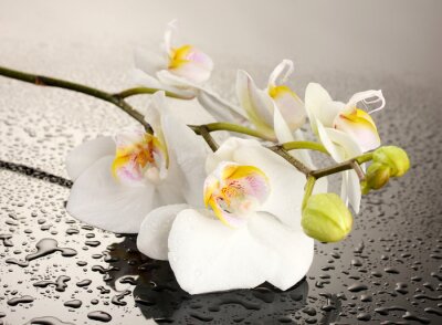 Papier peint  Fleur blanche et gouttes d'eau