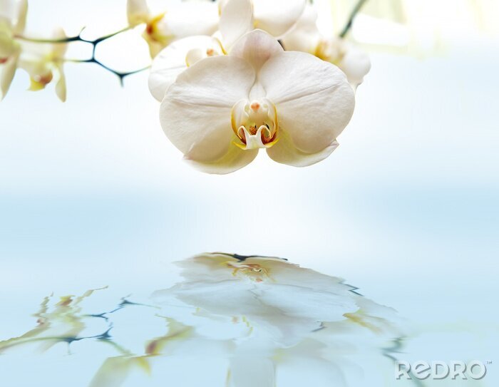 Papier peint  Fleur blanche et son reflet