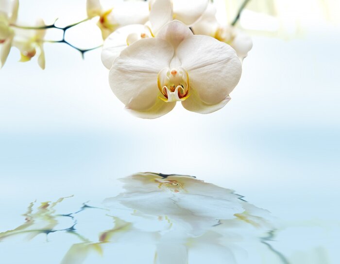 Papier peint  Fleur blanche et son reflet