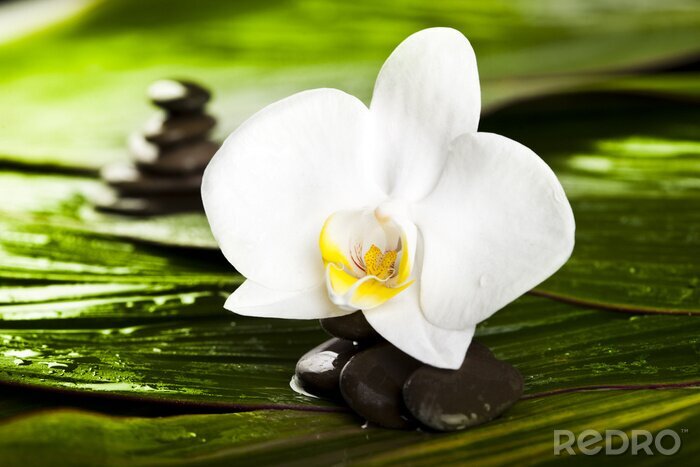 Papier peint  Fleur blanche, feuilles et pierre