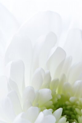 Fleur blanche macro