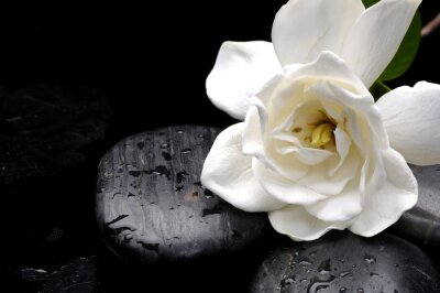 Papier peint  Fleur blanche sur fond noir