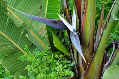 Papier peint  fleur bleue d'un strelitzia nicolai