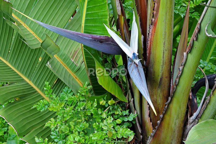 Papier peint  fleur bleue d'un strelitzia nicolai