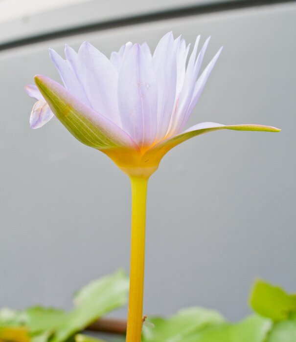 Papier peint  Fleur claire