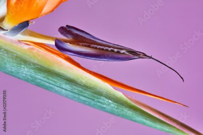 Papier peint  Fleur colorée oiseau de paradis Strelitzia isolé sur violet