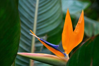 Papier peint  Fleur colorée (Strelitzia reginae) sur fond de nature feuillage tropical sombre. Forme inhabituelle de fleurs orange et bleu en forme d'oiseau