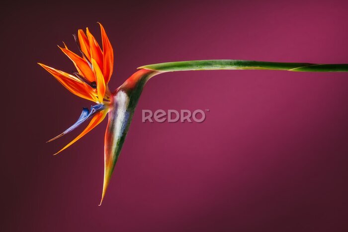 Papier peint  Fleur d&#39;oiseau de paradis Strelitzia sur fond rose foncé