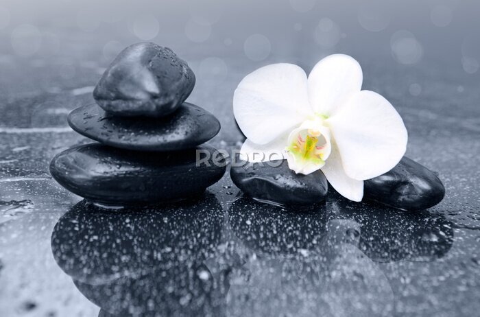 Papier peint  Fleur d&#39;orchidée blanche et pierres zen noires