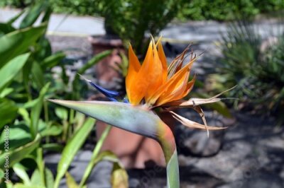 Papier peint  fleur d'oiseau avec la couleur orange et bleue du roi Strelitzia (strelitzia reginae), la zone d'origine est l'Afrique du Sud