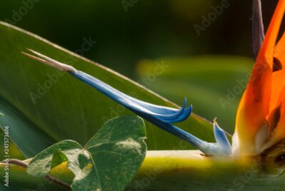 Papier peint  Fleur d'oiseau de paradis ou Strelitzia au Guatemala