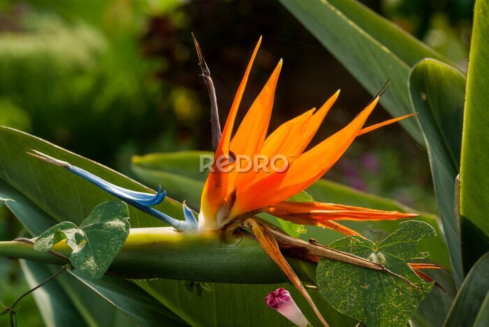 Papier peint  Fleur d'oiseau de paradis ou Strelitzia au Guatemala