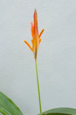 Papier peint  Fleur d'oiseau de paradis, plante Strelitzia