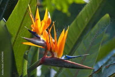 Papier peint  Fleur d'oiseau de paradis (Strelitzia)