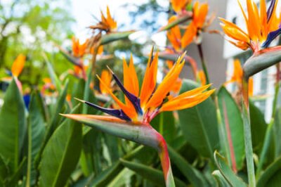 Papier peint  Fleur d'oiseau de paradis (strelitzia) dans les jardins australiens