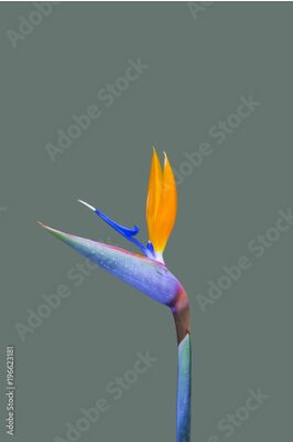 Papier peint  Fleur d'oiseau de paradis. Strelitzia isolé sur fond gris
