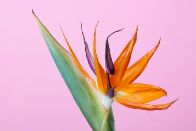 Papier peint  Fleur d'oiseau de paradis Strelitzia isolé sur fond rose