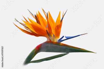 Papier peint  Fleur d'oiseau de paradis (Strelitzia reginae)