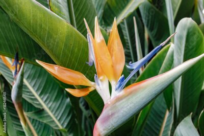 Papier peint  Fleur d'oiseau de paradis - Strelitzia reginae