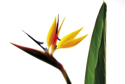 Papier peint  Fleur d'oiseau de paradis (Strelitzia reginae)